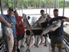 (06/22/2017) - Nice Striped Bass